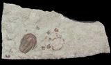 Ordovician Euloma Trilobite - Zagora, Morocco #55149-1